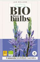 Camassia leichtlinii Caerulea bloembollen 2 bollen Prairielelie JUB - Jub