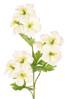 Geranium ooievaarsbek wit/geel kunstbloem zijde nepbloem - Driesprong collection