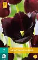 X 7 Tulipa Vincent van Gogh