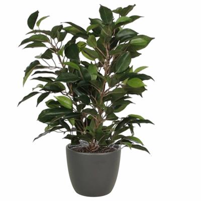 Mica Decorations Ficus kunstplant - groen - 40 cm - met plantenpot - grijs - D13.5 en H12.5 cm