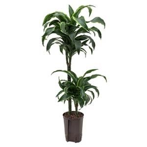 Dracaena dorado arica hydrocultuur plant