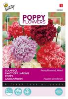 Poppies of the world papaver pioenbloemig - Buzzy