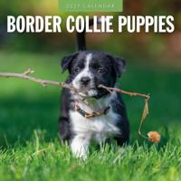 Border Collie Puppies Kalender 2027