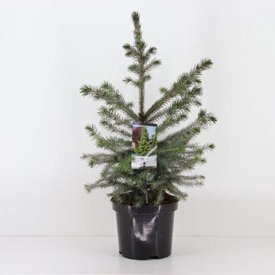 Picea omorika 30-40 cm - Warentuin natuurlijk