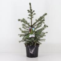 Picea omorika 30-40 cm - Warentuin natuurlijk Picea omorika 30-40 cm - Warentuin natuurlijk