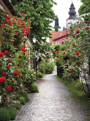 Alley roses 50x70cm Tuinschilderij - Customize it