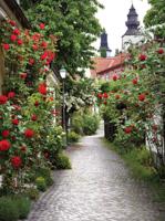 Alley roses 50x70cm Tuinschilderij - Customize it