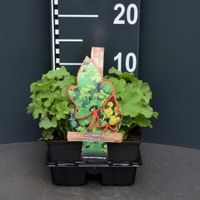 Vrouwenmantel (alchemilla mollis) bodembedekker - 4-pack - 1 stuks - thumbnail