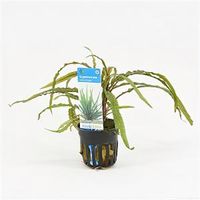 Cryptocoryne balansae - 6 stuks - aquarium plant - thumbnail