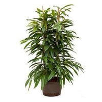 Ficus amstel king 2pp hydrocultuur plant - thumbnail