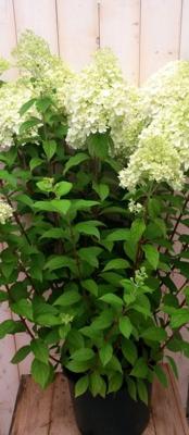 Pluim Hortensia Hydrangea Wit Groot - Warentuin natuurlijk
