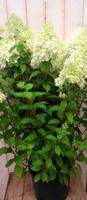 Pluim Hortensia Hydrangea Wit Groot - Warentuin natuurlijk