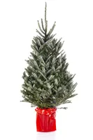Kerstboom Abies Fraseri in pot 125-150cm