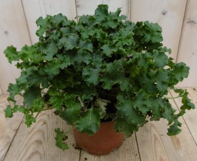 2 stuks! Heuchera Purperklokje donkergroen tot lichtgroen - Warentuin natuurlijk
