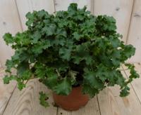 2 stuks! Heuchera Purperklokje donkergroen tot lichtgroen - Warentuin natuurlijk