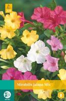 Mirabilis jalapa mix bol/knol JUB 5 stuks - Jub
