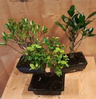 Bonsai boompje Assortiment 1 stuk kamerplant - Warentuin Natuurlijk