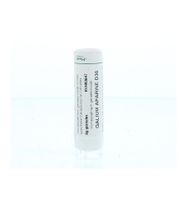 Galium aparine D30