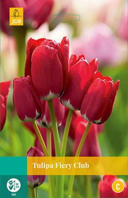 Tulipa Fiery Club, 3 bloembollen - Jub