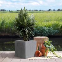 Nerium Oleander Struik - P30 Nerium Oleander Struik - P30