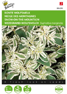 Zaden euphorbia bonte wolfsmelk 15 zaden - Buzzy