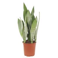 Sanseveria Moonshine (Vrouwentong) - P 21 cm