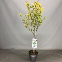 Magnolia struik Loeberni Leonard Messel op stam - 3 stuks - thumbnail