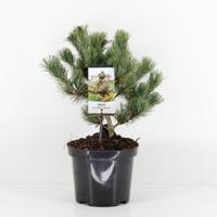 Pinus parviflora negishi 25-30 cm - Warentuin natuurlijk