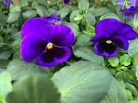 Viooltje blauw Viooltje blauw