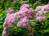 Spierstruik spirea - thumbnail