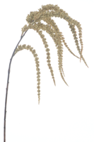 Nova Nature Amaranthus spray cream 102cm Nova Nature Amaranthus spray cream 102cm