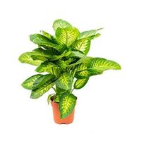 Dieffenbachia seguine reeva kamerplant