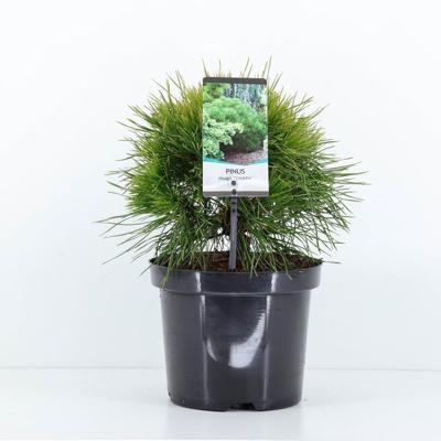 Pinus mugo varella - Warentuin natuurlijk