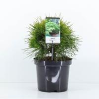 Pinus mugo varella - Warentuin natuurlijk