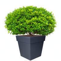EDA Bloempot Toscane vierkant - kunststof - antraciet grijs - L32 x B32 x H32 cm - 22L - plantenpot