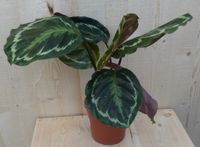Calathea Medaillon Pauwenplant donkergroen groot blad 30 cm - Warentuin Natuurlijk