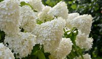 Pluimhortensia op stam