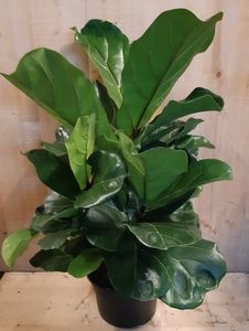 Ficus Lyrata Campact 50 cm hoog kamerplant - Warentuin Natuurlijk