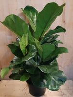 Ficus Lyrata Campact 50 cm hoog kamerplant - Warentuin Natuurlijk - thumbnail