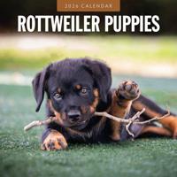 Rottweiler Puppies Kalender 2026