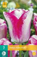 Tulp Mata hari 7 bollen