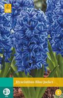 Hyacint Blue Jacket 4 bollen - JUB - thumbnail