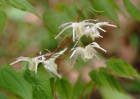 Elfenbloem