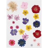 Creativ Company Gedroogde bloemen en bladeren, diverse kleuren, 1 doos