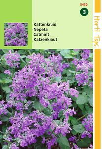 Nepeta mussinii Kattekruid - Hortitops