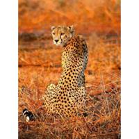 Fotobehang - Leopard Safari 192x260cm - Vliesbehang