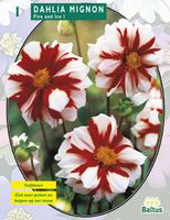 Zomer Bloembollen Dahlia Mignon Fire & Ice per 1 - Baltus