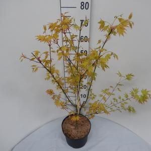 Japanse esdoorn (Acer palmatum "Orange Dream") heester - 60-80 cm - 8 stuks