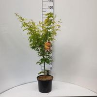 Japanse esdoorn (Acer palmatum "Orange Dream") heester - 60-80 cm - 8 stuks - thumbnail