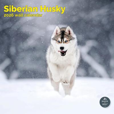 Siberische Husky Kalender 2026